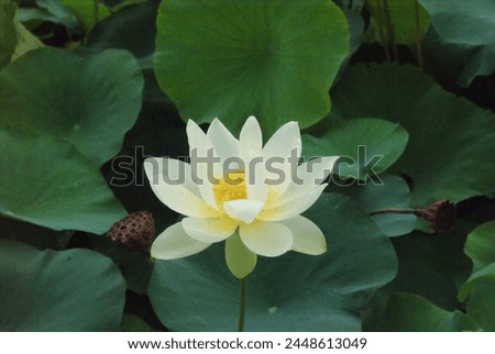 a picture of a lotus flower in a pond