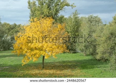 Tree with yellow leaves in autumn