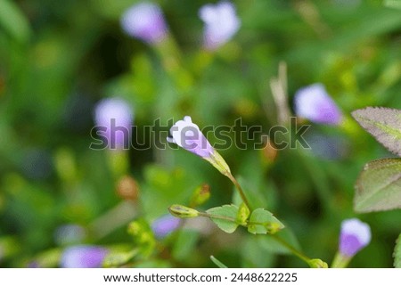 Macro shot of small wild flower made for beautiful and graceful appearance