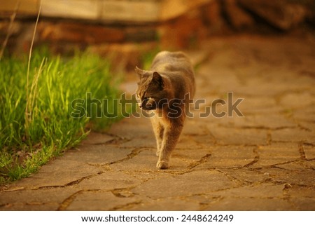 Gray fluffy cat walk in summer garden
