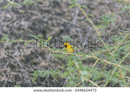 Picture of a colorful masker weaver bird sitting in grass in Namibia during the day