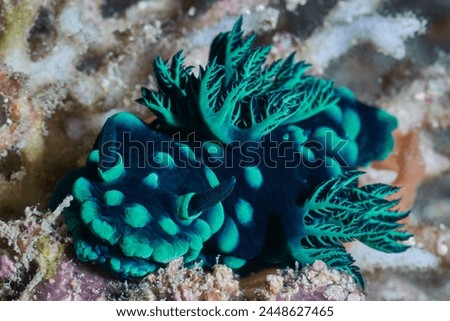 Nembrotha cristata sea slug nudibranch macro portrait
