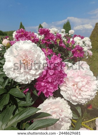 huge blooming white and pink peonies on a flower bed on a sunny summer day. Floral wallpaper