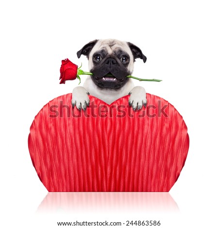 valentines pug dog holding a  red rose with mouth ,isolated on white background