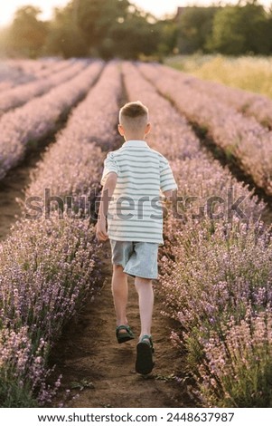 A kid running among lavender flowers with sunlight on a summer day. Children walking and enjoying fun the time. A child boy goes into a lavender field at sunset. Back view.