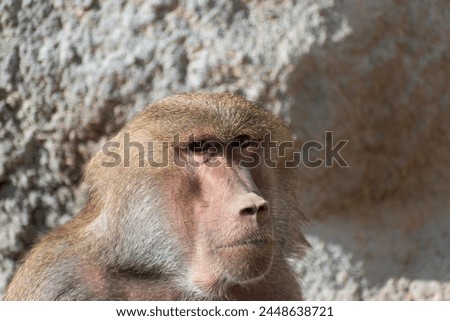 Portrait of baboon in Budapest Zoo