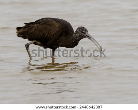 The glossy ibis (Plegadis falcinellus) is a water bird in the order Pelecaniformes and the ibis and spoonbill family Threskiornithidae. Eating the Chironomidae, mosquito larvae. Royalty-Free Stock Photo #2448642387