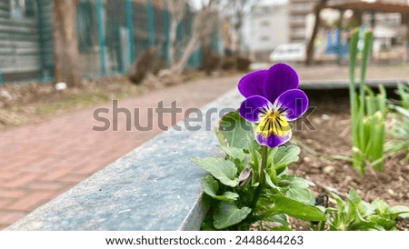 Small yellow and purple viola blooming in the park