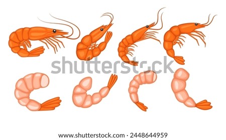 Shrimp illustration vector bundle. Shrimp vector cartoon set icon. Shrimp illustration icon on white background. Shrimp illustration vector bundle