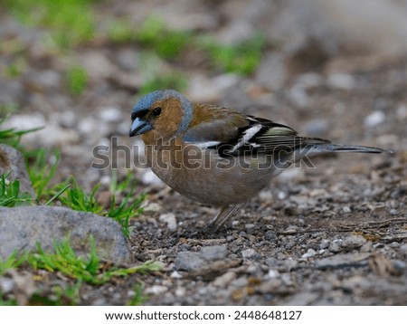 The Eurasian chaffinch, common chaffinch, or simply the chaffinch (Fringilla coelebs) is a common and widespread small passerine bird in the finch family. Royalty-Free Stock Photo #2448648127