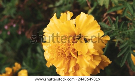 Many yellow marigold flowers are sold freely as ornamental plants