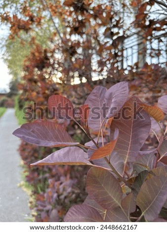 Royal Purple or Purple Smokebush Leaves Royalty-Free Stock Photo #2448662167