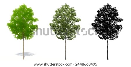 Set or collection of Field Maple  trees, painted, natural and as a black silhouette on white background. Concept or conceptual 3d illustration for nature, ecology and conservation, strength, beauty