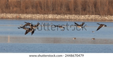 Mallard ducks swimming and flying near the missouri river in the cold water