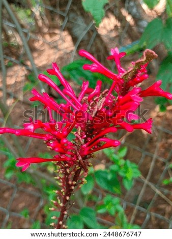 Stunning close-up of odontonema strictum (toothedthreads,firespike) ultra hd hi-res jpg stock image photo picture selective focus vertical background side or straight ankle view blurred background 