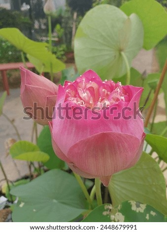 A budding soft pink lotus awaits its bloom