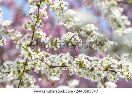 A bush of bridal wreath in front of a cherry blossom tree Royalty-Free Stock Photo #2448683347