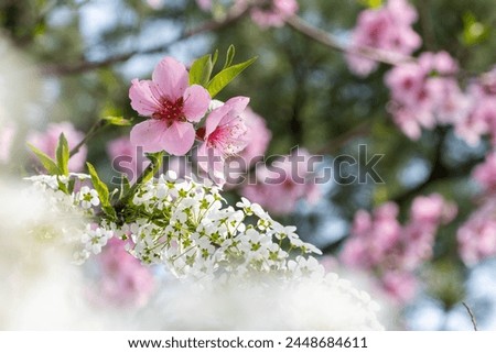 Bridal wreath along with cherry blossom Royalty-Free Stock Photo #2448684611