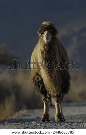 Double Humpad wild camel  
A small population of bactrian camel exists in the Nubra valley of Ladakh India 
Mainly used for carrying goods and  popular among tourists for safaris  in the Nubra valley Royalty-Free Stock Photo #2448685785