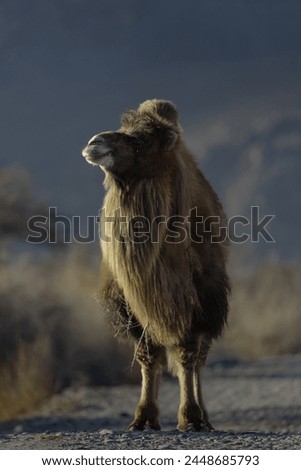 Double Humpad wild camel  
A small population of bactrian camel exists in the Nubra valley of Ladakh India 
Mainly used for carrying goods and  popular among tourists for safaris  in the Nubra valley Royalty-Free Stock Photo #2448685793