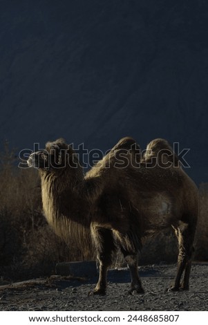 Double Humpad wild camel  
A small population of bactrian camel exists in the Nubra valley of Ladakh India 
Mainly used for carrying goods and  popular among tourists for safaris  in the Nubra valley Royalty-Free Stock Photo #2448685807