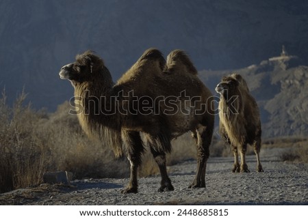 Double Humpad wild camel  
A small population of bactrian camel exists in the Nubra valley of Ladakh India 
Mainly used for carrying goods and  popular among tourists for safaris  in the Nubra valley Royalty-Free Stock Photo #2448685815