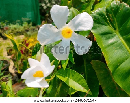 Stunning close-up of Mandeville laxa two white flowers with dark green big leaves ultra hd hi-res jpg stock image photo picture selective focus horizontal background side or straight ankle view 