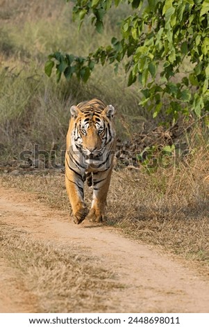 Royal Bengal Tiger, Panthera tigris, male, Panna Tiger Reserve, Madhya Pradesh, India Royalty-Free Stock Photo #2448698011