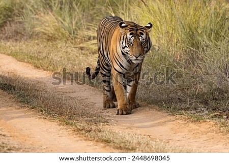 Royal Bengal Tiger, Panthera tigris, male, Panna Tiger Reserve, Madhya Pradesh, India Royalty-Free Stock Photo #2448698045
