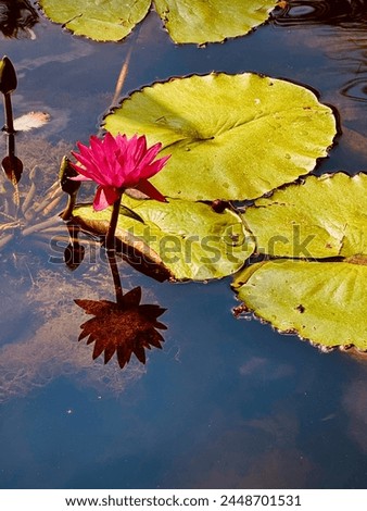 Lilly pad with pink flower Royalty-Free Stock Photo #2448701531