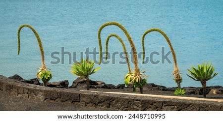 Gorgeous landscaping for an arid place, with agave plants, cacti and succulents, Arrecife, Lanzarote, Spain