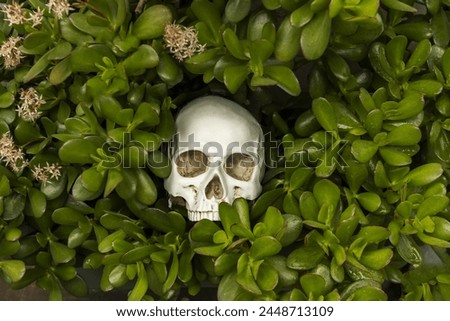 a white skull hidden in the middle of the leaves of a jade plant trying to go unnoticed
