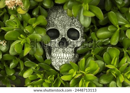 a skull with a surface decorated with bas-reliefs hidden in the middle of the leaves of a jade plant wanting to scare someone