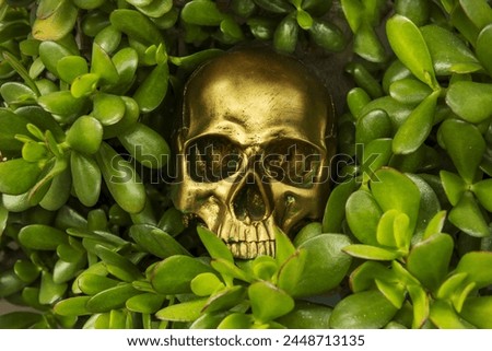 a golden skull hidden in the middle of the leaves of a jade plant wanting to scare someone