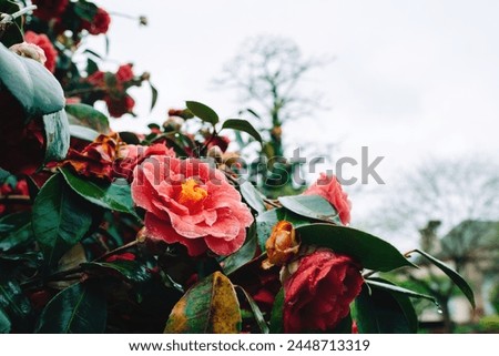 Vivid pink camellias drenched in rainwater, adding a splash of color to a dreary day, set against a backdrop of greenery Royalty-Free Stock Photo #2448713319