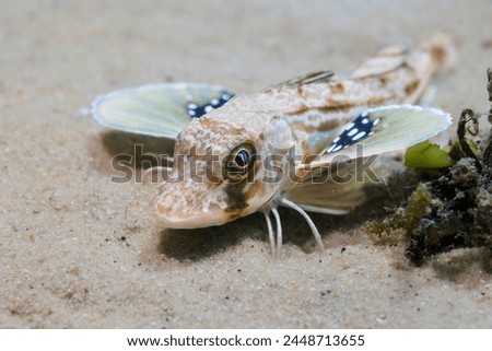 A Bluefin gurnard (Chelidonichthys kumu) seabream fish on the ocean floor with its pectoral fins open Royalty-Free Stock Photo #2448713655