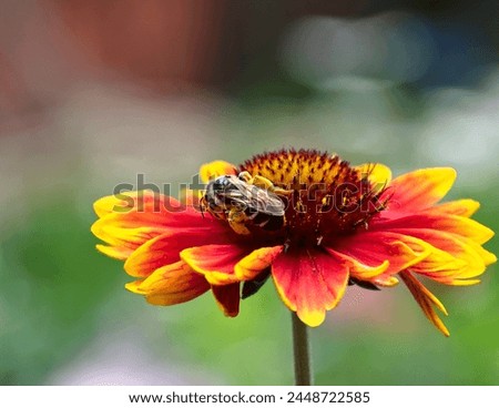 Beautiful orange flower of gaillardia with bee against green garden. Closeup. Bokeh