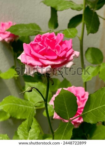 Damask Rose flower closeup with blur background.