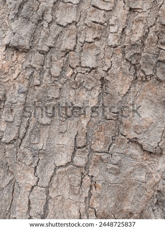 There is peel of tree.The outer bark is the tree's protection from the outside world. Continually renewed from within, it helps keep out moisture in the rain, and prevents the tree from losing moistur