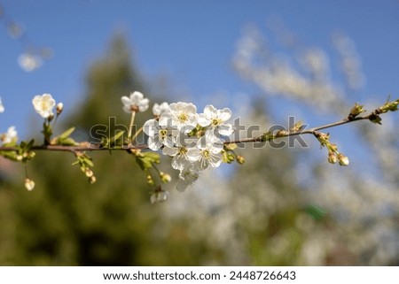A branch with white flowers is shown in the foreground. The flowers are in full bloom and the branch is green. Concept of freshness and newness, as the flowers are in the process of blooming