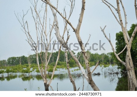 panoramic abstract background.dry tree with dry twigs in swamp green water with a swarm of mangrove plants.and moss on the swamp.sstk background