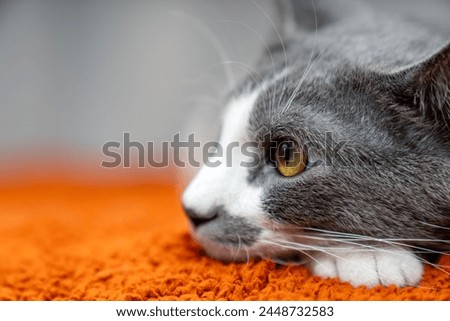 Cute gray white cat on orange plaid. Pet warms under a blanket in cold winter weather. a gray and white cat sleeping under a blanket. Pets friendly and care concept. domestic cat on sofa Royalty-Free Stock Photo #2448732583
