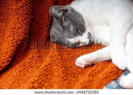 Cute gray white cat on orange plaid. Pet warms under a blanket in cold winter weather. a gray and white cat sleeping under a blanket. Pets friendly and care concept. domestic cat on sofa Royalty-Free Stock Photo #2448732585