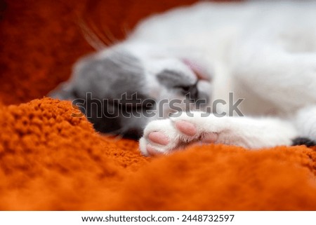 Cute gray white cat on orange plaid. Pet warms under a blanket in cold winter weather. a gray and white cat sleeping under a blanket. Pets friendly and care concept. domestic cat on sofa Royalty-Free Stock Photo #2448732597