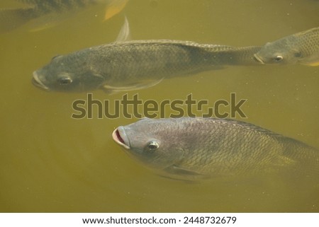 Many tilapia surfaced to breathe due to lack of oxygen. due to weather Dirty oxygen in the water Royalty-Free Stock Photo #2448732679