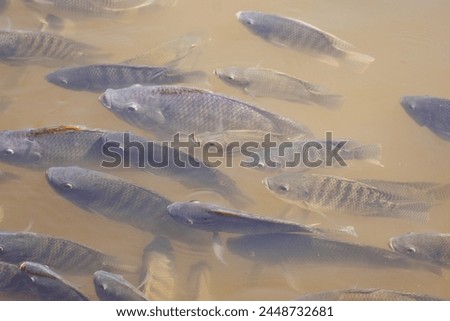 Many tilapia surfaced to breathe due to lack of oxygen. due to weather Dirty oxygen in the water Royalty-Free Stock Photo #2448732681