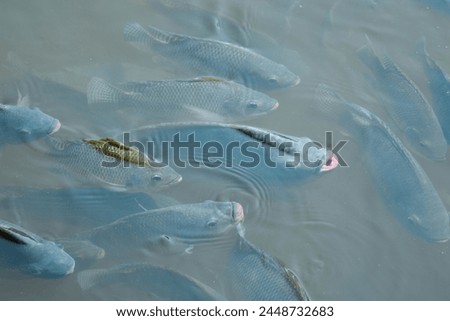 Many tilapia surfaced to breathe due to lack of oxygen. due to weather Dirty oxygen in the water Royalty-Free Stock Photo #2448732683
