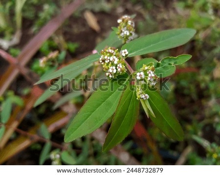 Asthma plants have medicinal properties ayurvedic alternative medicine ( Chamaesyce hypericifolia ) Royalty-Free Stock Photo #2448732879