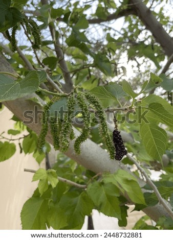 Black bery fruit with green bery fruit in summer Royalty-Free Stock Photo #2448732881