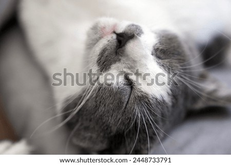 cute gray white cat funny sleeping, relaxing, resting on pillow,bed, sofa. Cat sleep calm and relax. muzzle of a sleeping cat with closed eyes. cat house indoors pet ownership, pet friendship concept Royalty-Free Stock Photo #2448733791